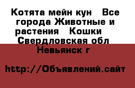 Котята мейн кун - Все города Животные и растения » Кошки   . Свердловская обл.,Невьянск г.